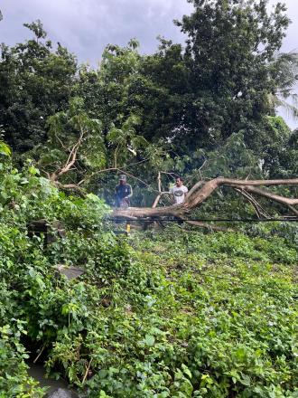PEMBERSIHAN POHON TUMBANG